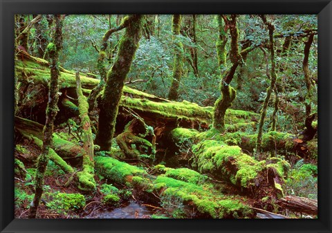 Framed Cradle Mt and Lake St Clair National Park, Tasmania, Australia Print