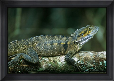 Framed Australia, Queensland, Eastern Water Dragon lizard Print