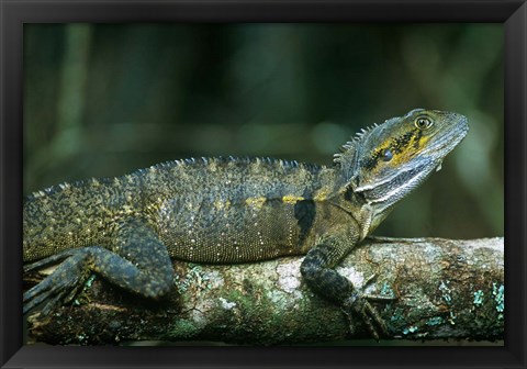 Framed Australia, Queensland, Eastern Water Dragon lizard Print