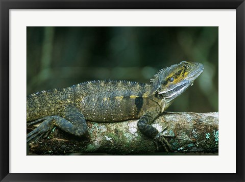 Framed Australia, Queensland, Eastern Water Dragon lizard Print