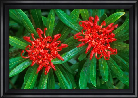 Framed Waratah, Walls of Jerusalem National Park, Tasmania, Australia Print