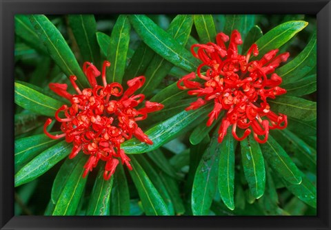 Framed Waratah, Walls of Jerusalem National Park, Tasmania, Australia Print