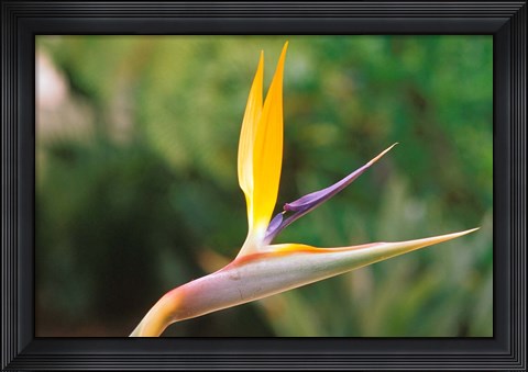Framed Australia, Queensland, Bird of paradise flower garden Print
