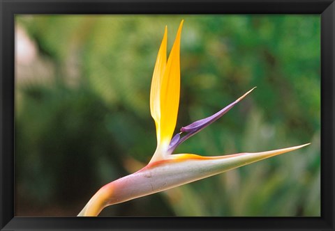 Framed Australia, Queensland, Bird of paradise flower garden Print