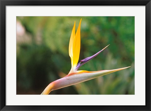 Framed Australia, Queensland, Bird of paradise flower garden Print