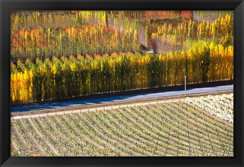 Framed Autumn in Mt Difficulty Vineyard, Central Otago, New Zealand Print