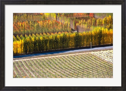 Framed Autumn in Mt Difficulty Vineyard, Central Otago, New Zealand Print