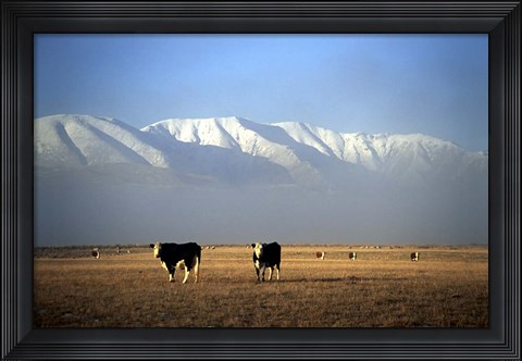 Framed Cows and Hawkdun Range, Maniototo, Central Otago Print