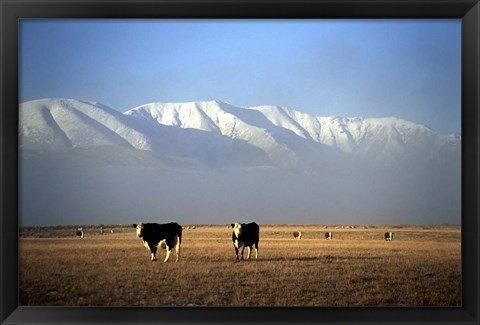 Framed Cows and Hawkdun Range, Maniototo, Central Otago Print