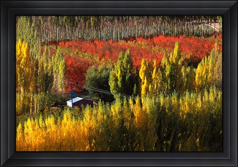 Framed Autumn Colours, Bannockburn, Central Otago, New Zealand Print