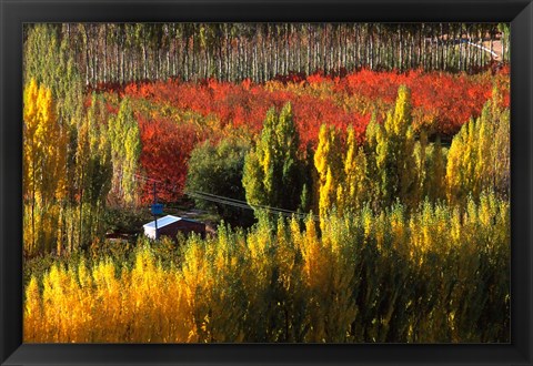 Framed Autumn Colours, Bannockburn, Central Otago, New Zealand Print