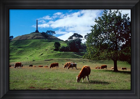 Framed Cows, One Tree Hill, Auckland Print