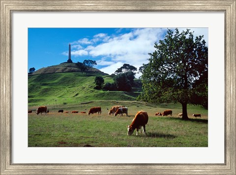 Framed Cows, One Tree Hill, Auckland Print