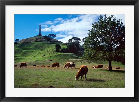 Framed Cows, One Tree Hill, Auckland Print