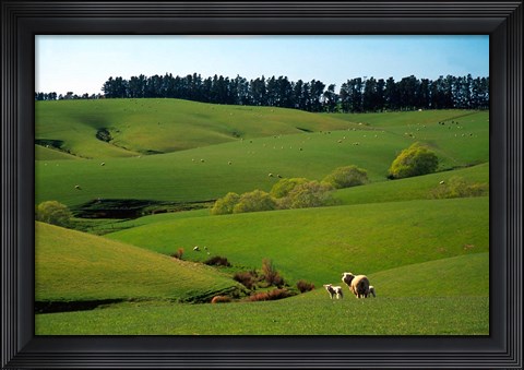 Framed Farmland Near Clinton, New Zealand Print