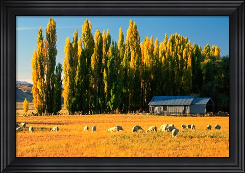 Framed Farmland, Maniototo, Central Otago, New Zealand Print