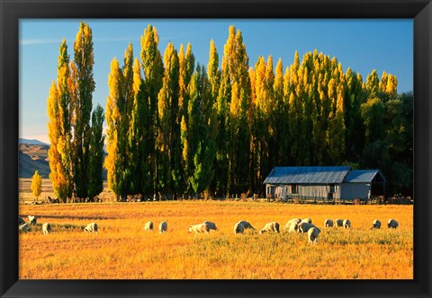 Framed Farmland, Maniototo, Central Otago, New Zealand Print