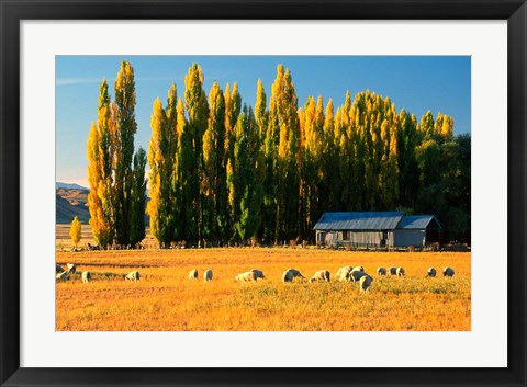 Framed Farmland, Maniototo, Central Otago, New Zealand Print