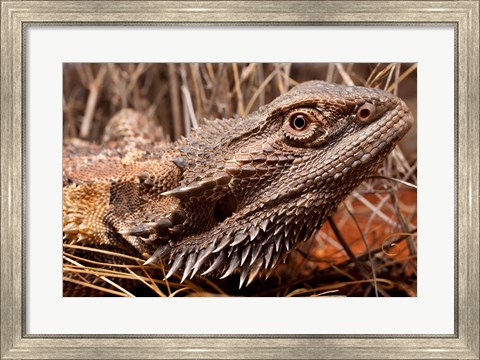 Framed Australia, Central Bearded Dragon lizard, outback Print