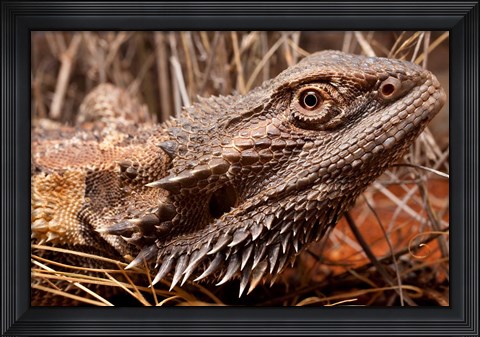 Framed Australia, Central Bearded Dragon lizard, outback Print