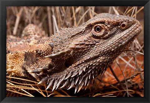 Framed Australia, Central Bearded Dragon lizard, outback Print