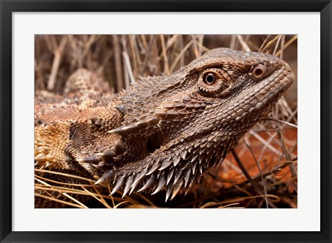 Framed Australia, Central Bearded Dragon lizard, outback Print