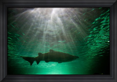Framed Australia, NSW, Sydney, Gray Nurse Shark tank Print