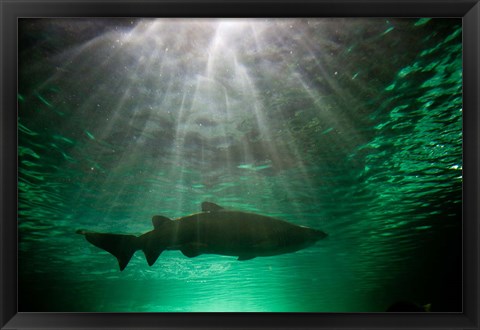 Framed Australia, NSW, Sydney, Gray Nurse Shark tank Print