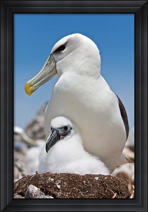 Framed Australia, Tasmania, Bass Strait Shy albatross with chick Print