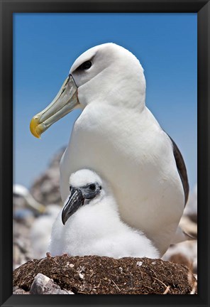 Framed Australia, Tasmania, Bass Strait Shy albatross with chick Print