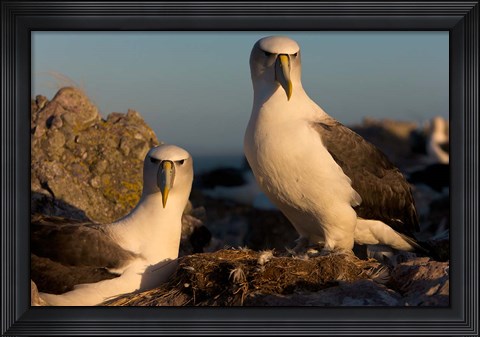 Framed Australia, Tasmania, Bass Strait Albatross pair Print