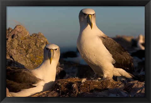 Framed Australia, Tasmania, Bass Strait Albatross pair Print