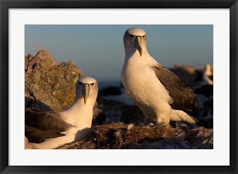 Framed Australia, Tasmania, Bass Strait Albatross pair Print