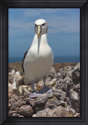 Framed Australia, Tasmania, Bass Strait Shy albatross Print