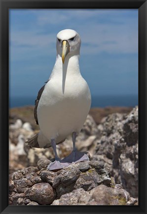 Framed Australia, Tasmania, Bass Strait Shy albatross Print