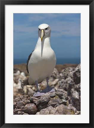 Framed Australia, Tasmania, Bass Strait Shy albatross Print