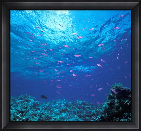 Framed Australia, Great Barrier Reef Purple Anthias fish Print