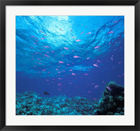 Framed Australia, Great Barrier Reef Purple Anthias fish Print