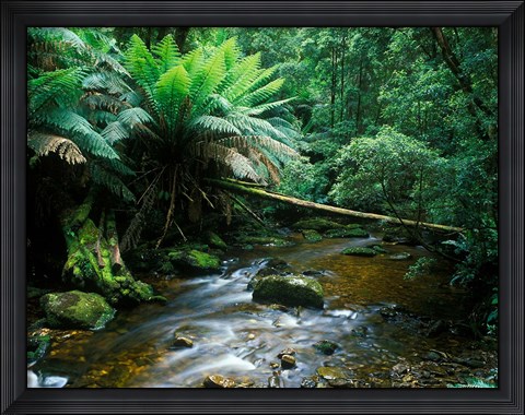 Framed Nelson Creek, Franklin Gordon Wild Rivers National Park, Tasmania, Australia Print
