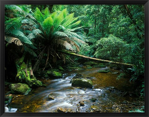 Framed Nelson Creek, Franklin Gordon Wild Rivers National Park, Tasmania, Australia Print