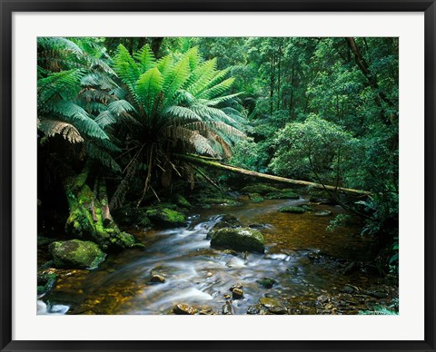 Framed Nelson Creek, Franklin Gordon Wild Rivers National Park, Tasmania, Australia Print