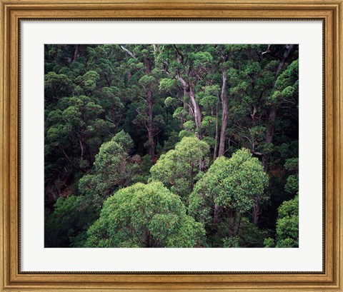 Framed Eucalyptus Forest, Walpole-Nornalup NP, Western Australia, Australia Print