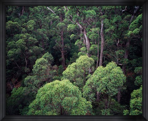 Framed Eucalyptus Forest, Walpole-Nornalup NP, Western Australia, Australia Print
