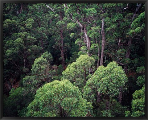 Framed Eucalyptus Forest, Walpole-Nornalup NP, Western Australia, Australia Print