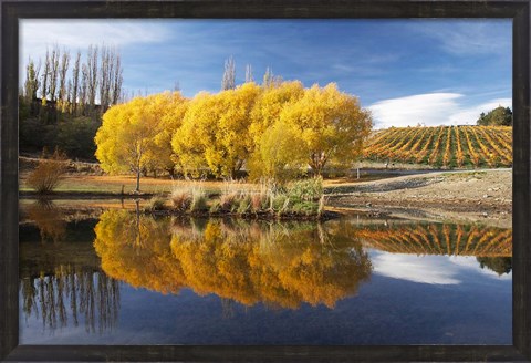 Framed Autumn Vineyard, Bannockburn Inlet, Lake Dunstan, Central Otago, South Island, New Zealand Print