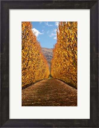 Framed Autumn, Orchard, Roxburgh, South Island, New Zealand Print