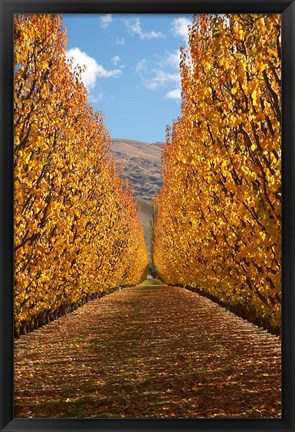 Framed Autumn, Orchard, Roxburgh, South Island, New Zealand Print