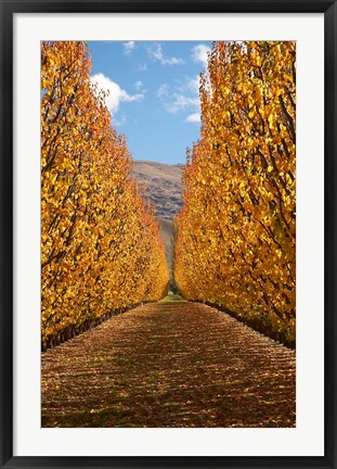 Framed Autumn, Orchard, Roxburgh, South Island, New Zealand Print