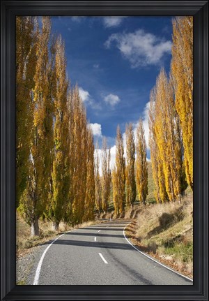 Framed Autumn, Rangitikei District, North Island, New Zealand Print