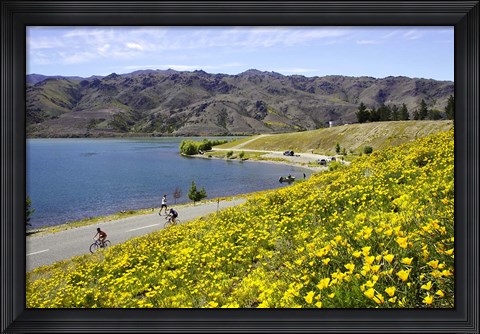 Framed Californian Poppies and Cyclists, Lake Dunstan, South Island, New Zealand Print